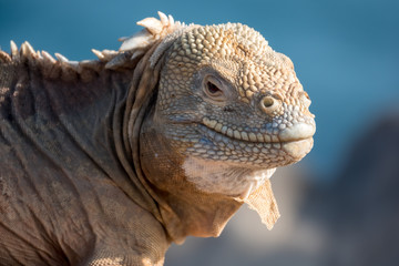 Land iguana on a beach rock, Santa Fe Island, Galapagos Islands, Ecuador