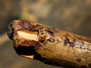 Honey bee on a stick