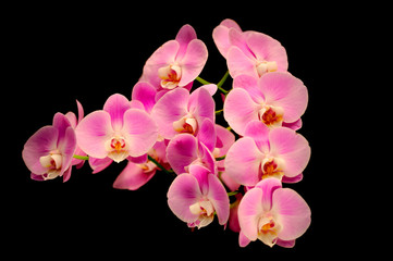 Naklejka na ściany i meble Beautiful group of Orchids with black background.