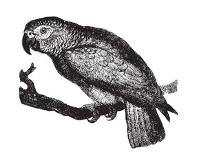 Grey parrot (Psittacus erithacus) / vintage illustration from Brockhaus Konversations-Lexikon 1908