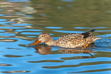 Side view of adult female northern shoveler floating in water