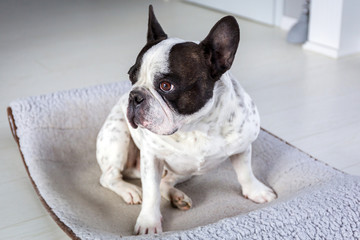 Adorable french bulldog sitting on his bed at home