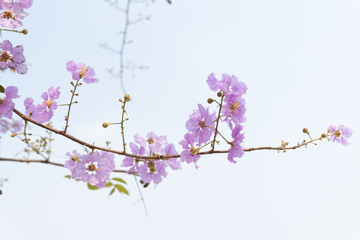 Lagerstroemia loudonii flowers