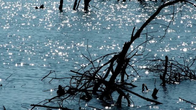 El sol provoca destellos sobre el agua de un humedal donde aparecen los restos de &aacute;rboles inundados por crecidas generadas por el cambio clim&aacute;tico,