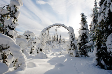 winter wonderland