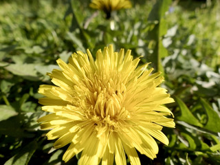 Fleurs des champs de couleur jaune