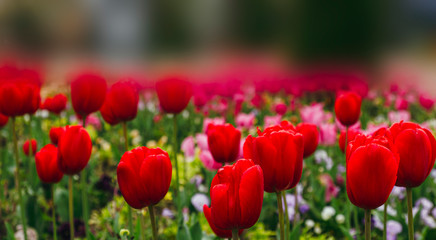 blooming vibrant red tulips flowers field with blurred background and place for text