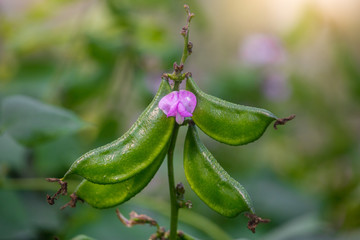 Green hyacinth bean (Seim) is flowering at Savar, Dhaka, Bangladesh.