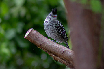 bird of prey