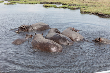 Badene Nilpferde in Ufernähe von oben