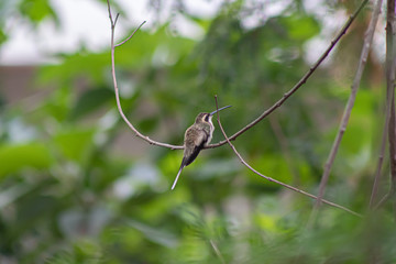 bird on a branch