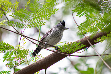 bird on a branch