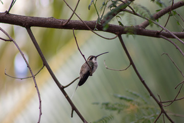 bird on a branch