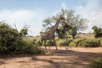 Giraffe läuft im Schatten unter Bäumen