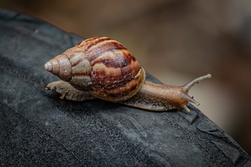snail on the stone