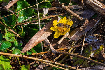 The bee collects nectar of the yellow flower. The first bees in the spring.
