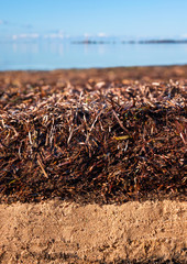 A beach soil covered by thick layer of washed on algae on the isle of Fehmarn at the Baltic Sea