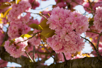 cherry tree blossom in spring. beautiful pink flower close-up. Cherry tree blossom on blue sky as background. flowering trees in spring against a blue sky