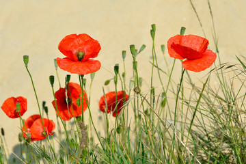 Obraz premium Zbliżenie czerwonych maków (Papaver rhoeas) na żółtym tle