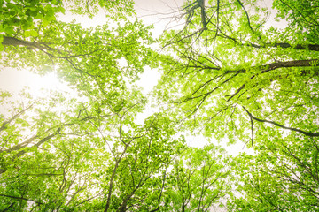 Obraz premium Young spring leaves on the tops of deciduous trees shine through the sun's rays. Beams of light passing through the tree branches. Natural forest spring green background.