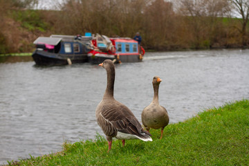 Greylag geese in front of the river Lee with conning narrow boats in the background