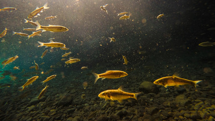 Underwater fish photography