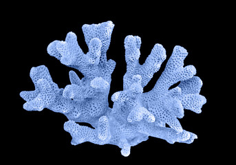 Coral isolated on black background