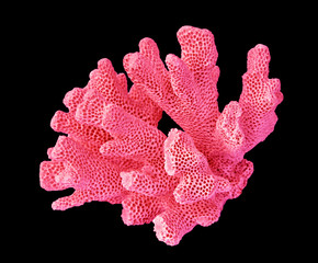 Coral isolated on black background