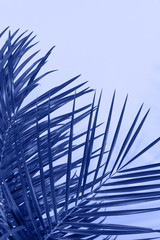 Palm leaf close-up background in blue color mode, empty space for text. Design template element