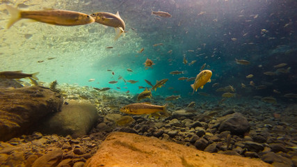 Underwater fish photography