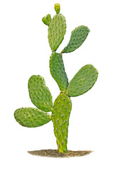 Cactus isolated on white background