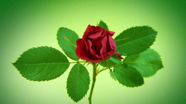 Timelapse opening red rose flower on limegreen background. 4k UltraHD 3840x2160.