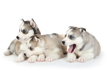 Husky puppies isolated on white background