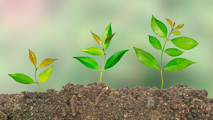 Close up of three Saplings
