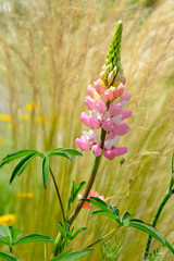 Closeup pink lupin flower (Lupinus) 