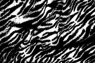 Black and white abstract background.Striped Zebra pattern.