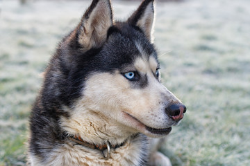 siberian husky portrait