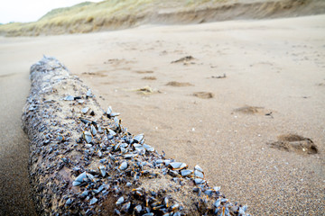 Mussels on driftwood at Atlantic beach in the winter