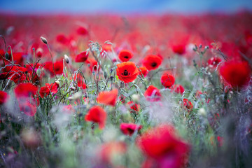 Poppy Fields