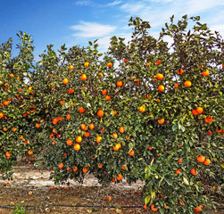 Garden with trees with ripe oranges