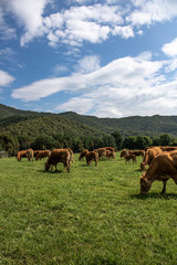 Fototapeta na wymiar Herd of cows grazing in a meadow