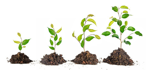 Four Saplings on white background