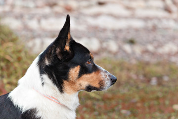 Dog breed Welsh Corgi Cardigan portrait on nature in profile
