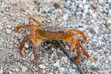 Potamon rhodium semiterrestrial crab