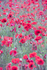 Poppy Field