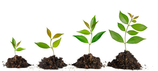 Saplings on white background