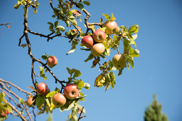 Apple Tree