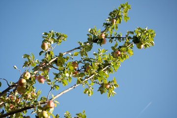 Apple Tree