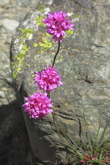 Alpen- Grasnelke, Armeria alpina
