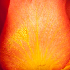 red rose leaf shining through